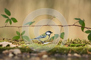 Great tit sitting on lichen shore of pond water in forest with bokeh background and saturated colors, Germany, songbird in nature