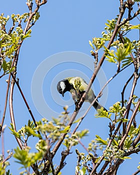 A Great tit sitting on a tree branch.