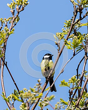 A Great tit sitting on a tree branch.