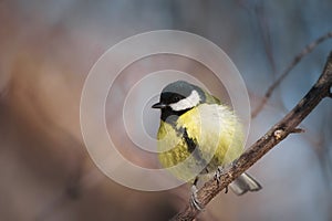 The great tit sitting on tree branch