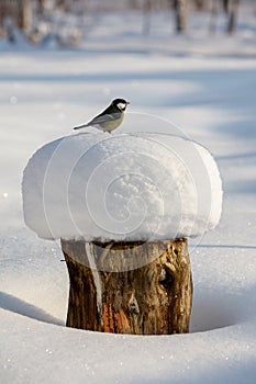 Great tit on snow capped tree stump