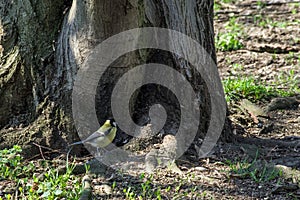 Great tit songbird alert on a root