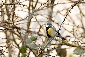 A great tit in spring
