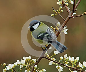 Great Tit in springtime