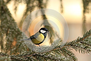 Great tit on spruce branch