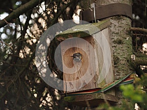 A great tit squeezes into its nesting box