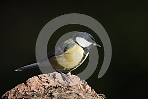 Great tit standing on a tree trunk, Vosges, France