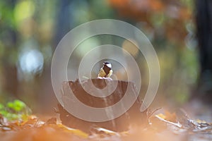 Great tit stands on a stump on a fabulously coloured sunny autumn day. Birdwatching