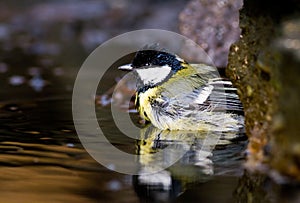 Great tit