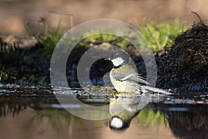 Great tit taking a bath in a pond