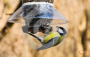 Great tit taking a sunflower seed from bird feeder