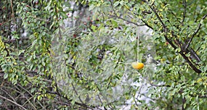 Great tit  titmouse  eats seeds from natural feeder made from orange fruit