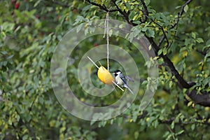 Great tit  titmouse  eats seeds from natural feeder made from orange fruit