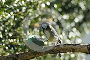 Great tit to the manger eat, photo