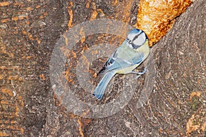 Great tit on a tree