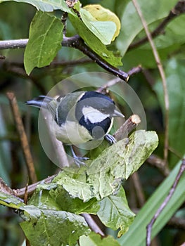Great tit on tree branch