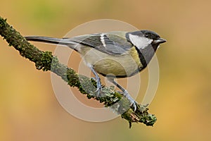 Great tit