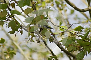 A great tit in a tree. Seen from afar. It is a view sight aside. France