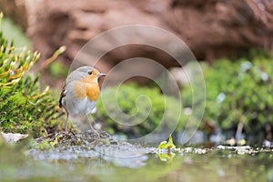 Great tit in water