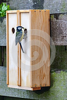 Great tit on a winebox has been converted into a nest box