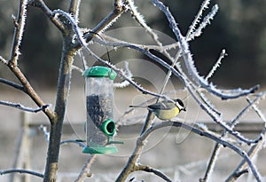 Great tit in winter