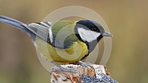 Great tit during winter time