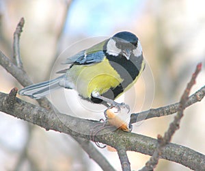 Great titmouse on a branch