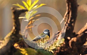 Great titmouse sitting on a branch