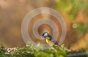 Great titmouse sitting on a green pine branch