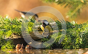 Great titmouse sitting on a green pine branch