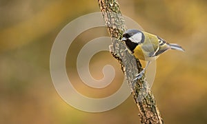 Great titmouse standing a branch