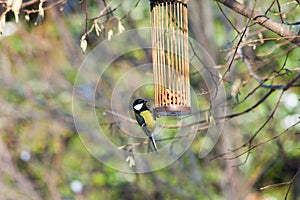 Great tits on bird feeder on tree winter time