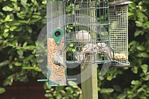 Great-tits blue-tits coal-tits longtailed-tits