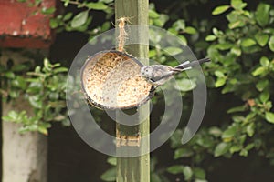 Great-tits blue-tits coal-tits longtailed-tits