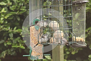 Great-tits blue-tits coal-tits longtailed-tits