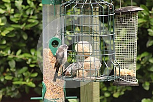 Great-tits blue-tits coal-tits longtailed-tits