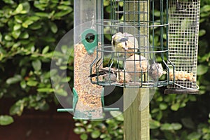 Great-tits blue-tits coal-tits longtailed-tits