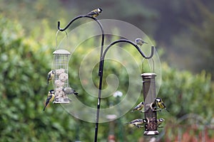 Great Tits and Blue Tits on Bird Feeders in an English Garden