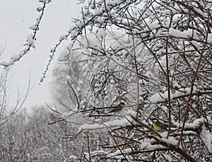 Great Tits Parus major in Winter