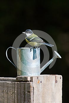 Great tits standing on a watering can, Vosges, France