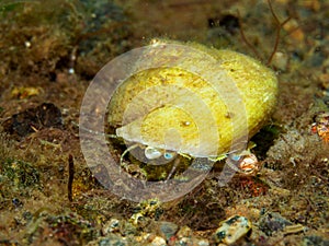 Great top shell, Gibbula magus. Loch Linnhe, Diving, Scottish West Coast