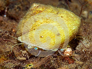 Great top shell, Gibbula magus. Loch Linnhe, Diving, Scottish West Coast photo