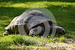 Great Tortoise, Dvur Kralove, Europe