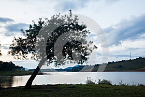 Great tree in countryside field with lake water at eventide photo