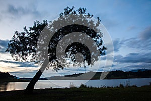 Great tree in countryside field with lake water at eventide