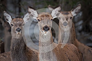 Great Trio: Three Curious Females Of The Red Deer Cervidae, Cervus Elaphus Are Looking Directly At You, Selective Focus On The