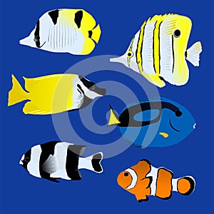 Great tropical fish collection on blue background