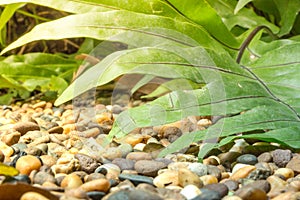 Great tropical foliage outdoor in the humid morning air. The dense green flora in the background is new growth that I planted on