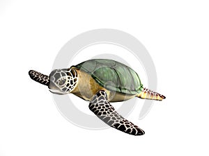 Great Turtle