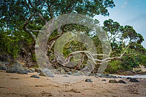 Great twisted pohutukawa trees towering over rocks on a sand beach of North Shore